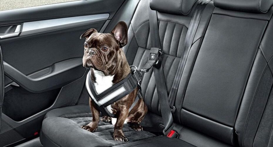 Sistemas de retención para el transporte de tu mascota